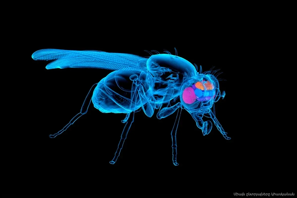 Ученые воссоздали 50 триллионов связей мозга в симуляции: что показал первый запуск